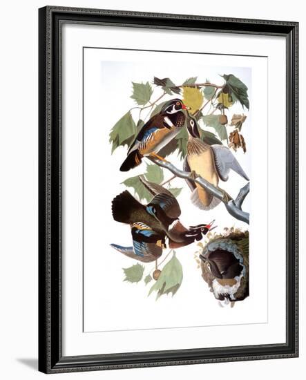 Audubon: Duck-John James Audubon-Framed Giclee Print