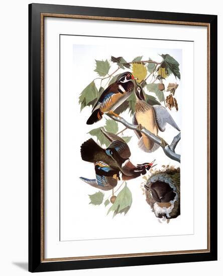 Audubon: Duck-John James Audubon-Framed Giclee Print