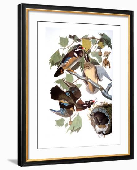 Audubon: Duck-John James Audubon-Framed Giclee Print