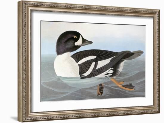 Audubon: Duck-John James Audubon-Framed Giclee Print