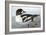 Audubon: Duck-John James Audubon-Framed Giclee Print