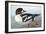 Audubon: Duck-John James Audubon-Framed Giclee Print