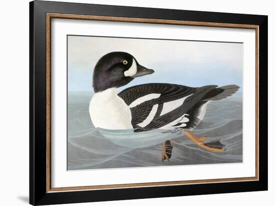 Audubon: Duck-John James Audubon-Framed Giclee Print