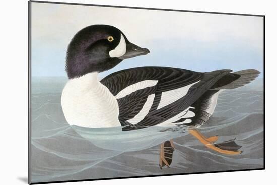 Audubon: Duck-John James Audubon-Mounted Giclee Print