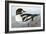 Audubon: Duck-John James Audubon-Framed Giclee Print