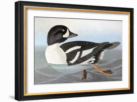 Audubon: Duck-John James Audubon-Framed Giclee Print