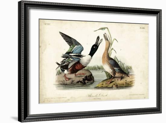 Audubon Ducks I-John James Audubon-Framed Art Print