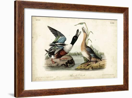 Audubon Ducks I-John James Audubon-Framed Art Print