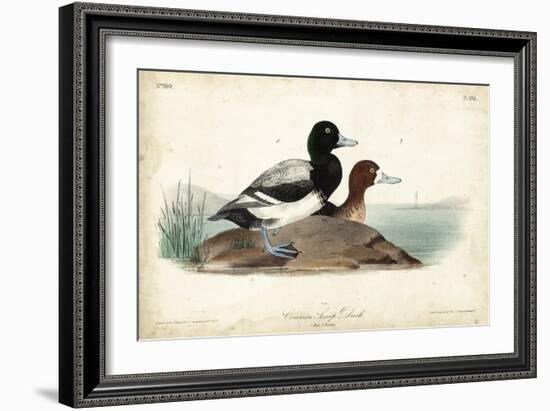 Audubon Ducks III-John James Audubon-Framed Art Print