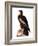 Audubon: Eagle-John James Audubon-Framed Giclee Print