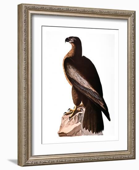 Audubon: Eagle-John James Audubon-Framed Giclee Print