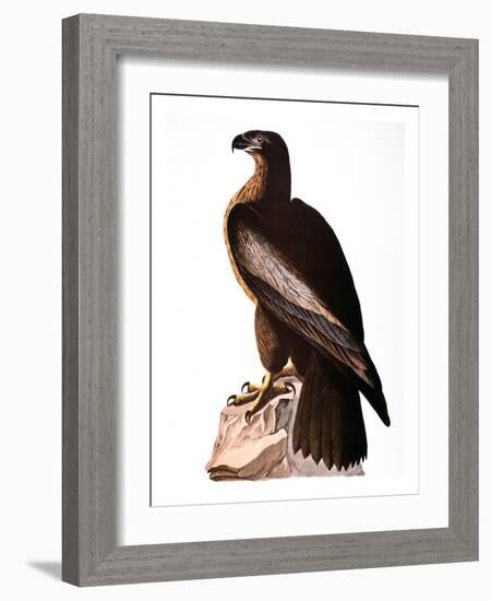 Audubon: Eagle-John James Audubon-Framed Giclee Print