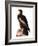 Audubon: Eagle-John James Audubon-Framed Giclee Print