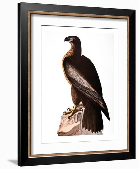 Audubon: Eagle-John James Audubon-Framed Giclee Print