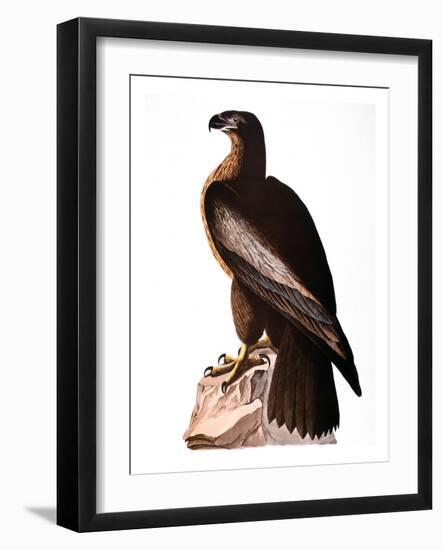 Audubon: Eagle-John James Audubon-Framed Giclee Print