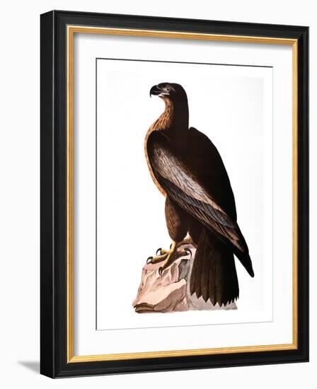 Audubon: Eagle-John James Audubon-Framed Giclee Print