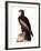 Audubon: Eagle-John James Audubon-Framed Giclee Print