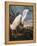 Audubon: Egret-John James Audubon-Framed Premier Image Canvas