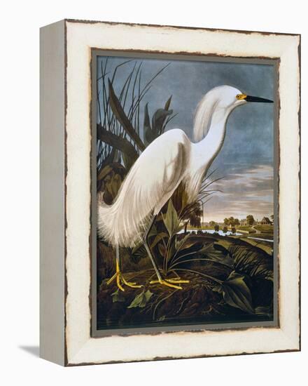 Audubon: Egret-John James Audubon-Framed Premier Image Canvas