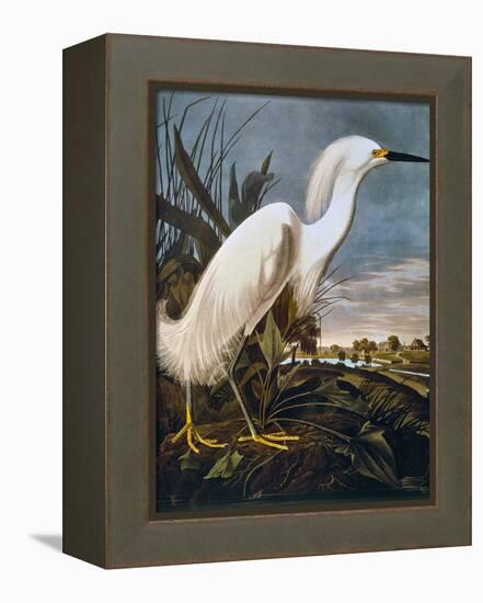 Audubon: Egret-John James Audubon-Framed Premier Image Canvas