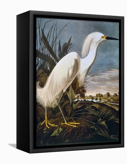 Audubon: Egret-John James Audubon-Framed Premier Image Canvas