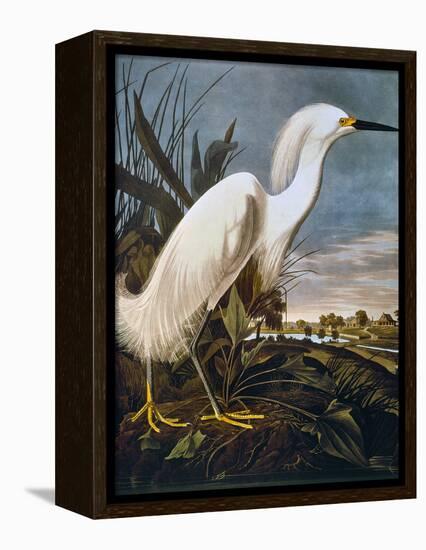 Audubon: Egret-John James Audubon-Framed Premier Image Canvas