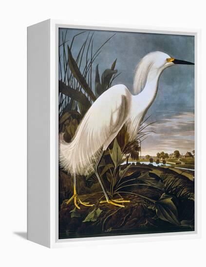 Audubon: Egret-John James Audubon-Framed Premier Image Canvas