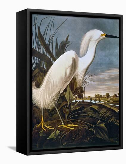 Audubon: Egret-John James Audubon-Framed Premier Image Canvas