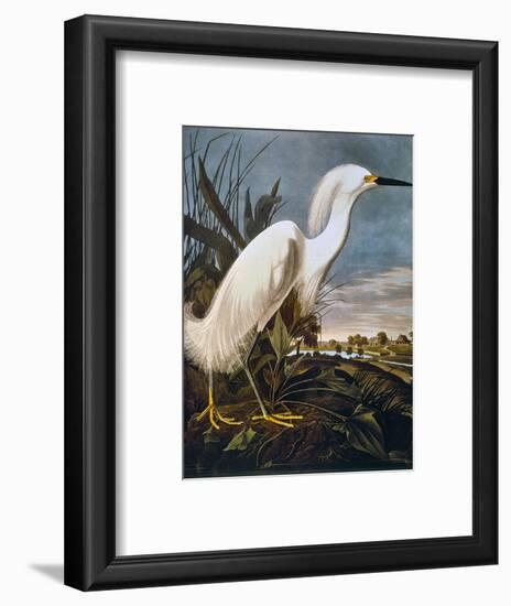 Audubon: Egret-John James Audubon-Framed Premium Giclee Print