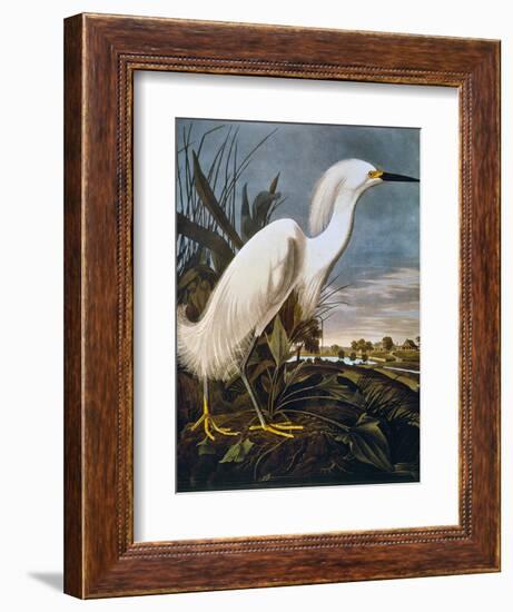 Audubon: Egret-John James Audubon-Framed Premium Giclee Print