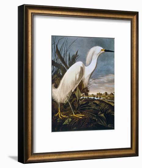 Audubon: Egret-John James Audubon-Framed Premium Giclee Print