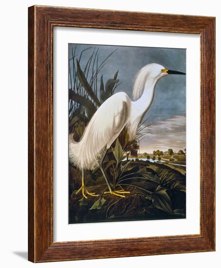 Audubon: Egret-John James Audubon-Framed Premium Giclee Print