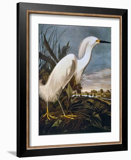 Audubon: Egret-John James Audubon-Framed Premium Giclee Print