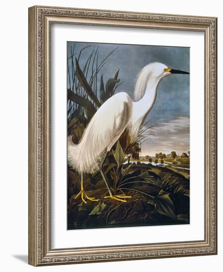 Audubon: Egret-John James Audubon-Framed Giclee Print