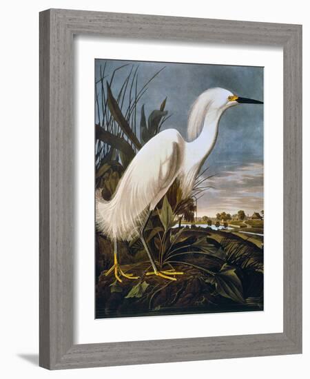 Audubon: Egret-John James Audubon-Framed Giclee Print