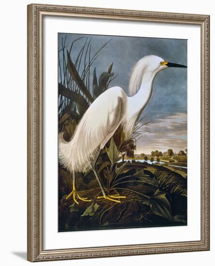 Audubon: Egret-John James Audubon-Framed Giclee Print