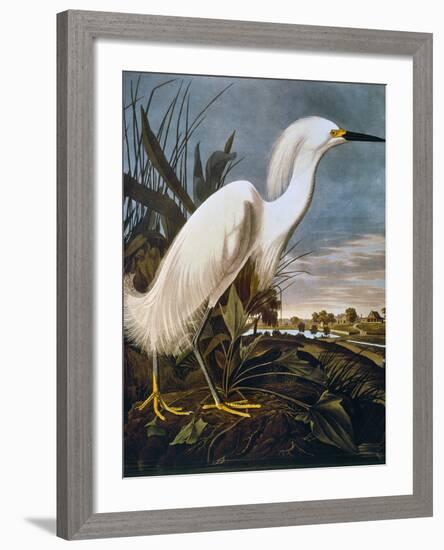 Audubon: Egret-John James Audubon-Framed Giclee Print