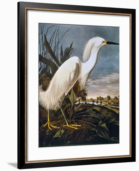 Audubon: Egret-John James Audubon-Framed Giclee Print