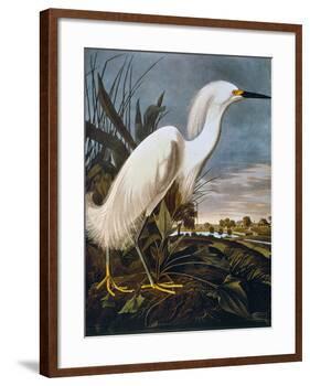 Audubon: Egret-John James Audubon-Framed Giclee Print
