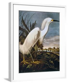 Audubon: Egret-John James Audubon-Framed Giclee Print