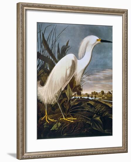 Audubon: Egret-John James Audubon-Framed Giclee Print