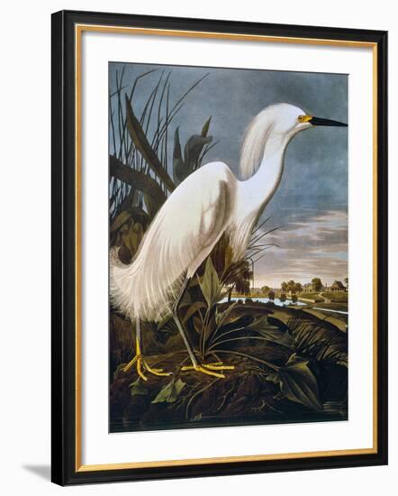 Audubon: Egret-John James Audubon-Framed Giclee Print