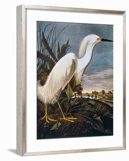 Audubon: Egret-John James Audubon-Framed Giclee Print