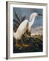 Audubon: Egret-John James Audubon-Framed Giclee Print