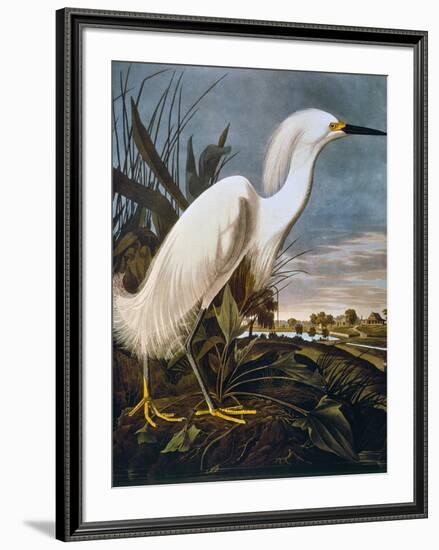 Audubon: Egret-John James Audubon-Framed Giclee Print