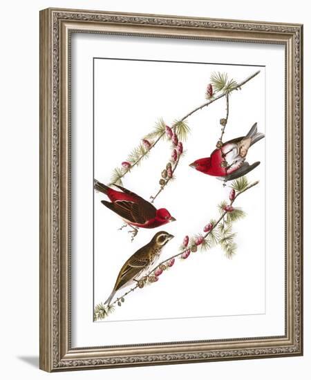 Audubon: Finch, 1827-38-John James Audubon-Framed Giclee Print