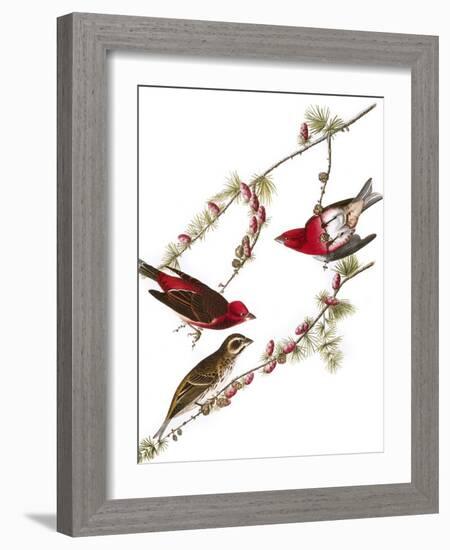 Audubon: Finch, 1827-38-John James Audubon-Framed Giclee Print