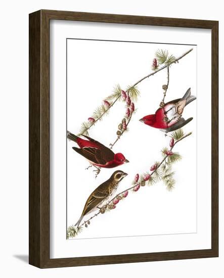 Audubon: Finch, 1827-38-John James Audubon-Framed Giclee Print