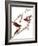 Audubon: Finch, 1827-38-John James Audubon-Framed Giclee Print