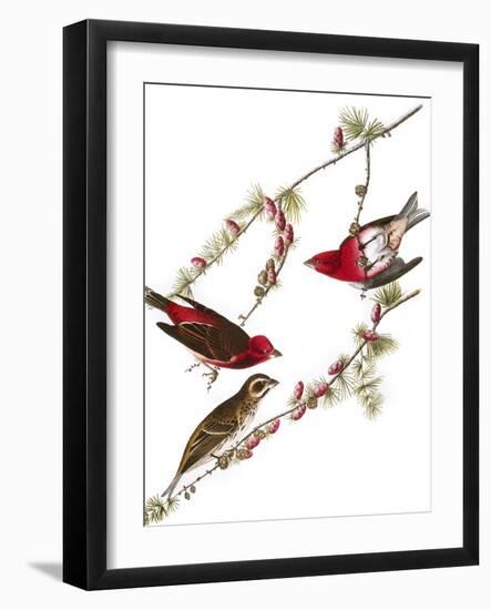 Audubon: Finch, 1827-38-John James Audubon-Framed Giclee Print